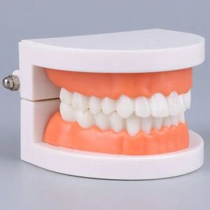 Демонстрационен модел за обучение по измиване на зъби
